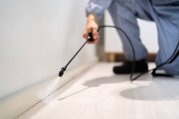 Licensed Termite Control service in Lake Forest, CA - Nex Pest Control