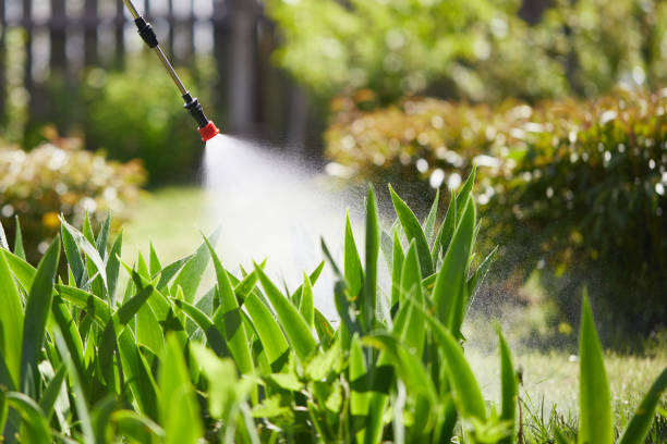 24/7 Emergency Termite Control experts in Lake Forest, CA